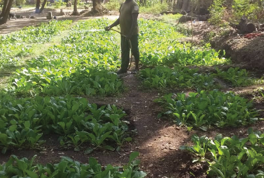 Cultivation de Légumes