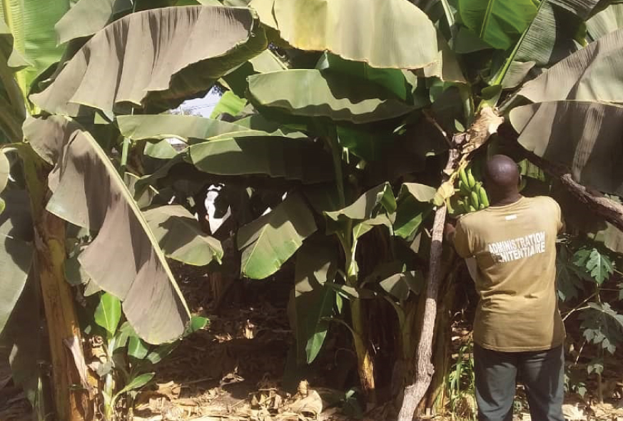 Cultivation de Fruits